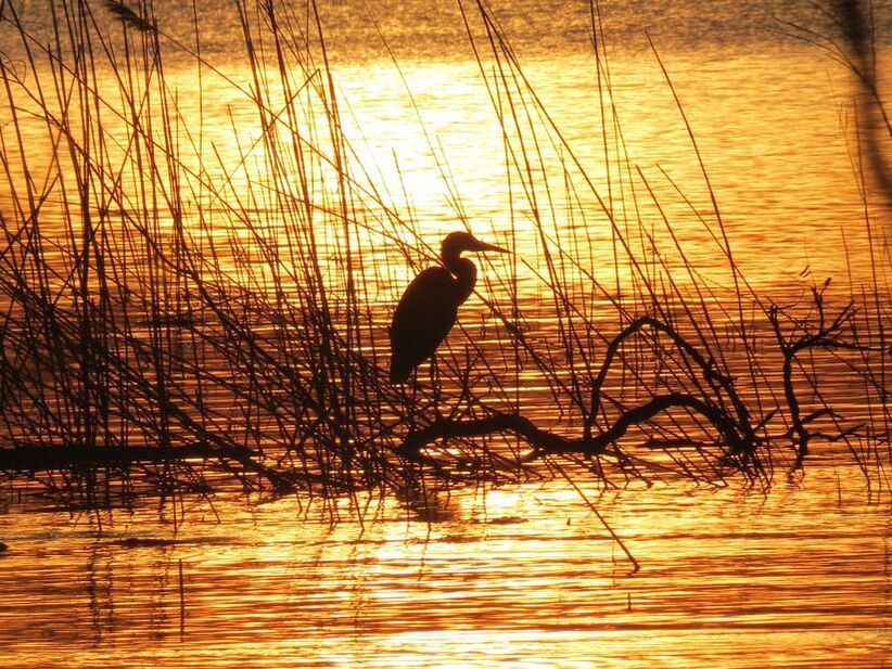 bird in the lake erie ecosystem
